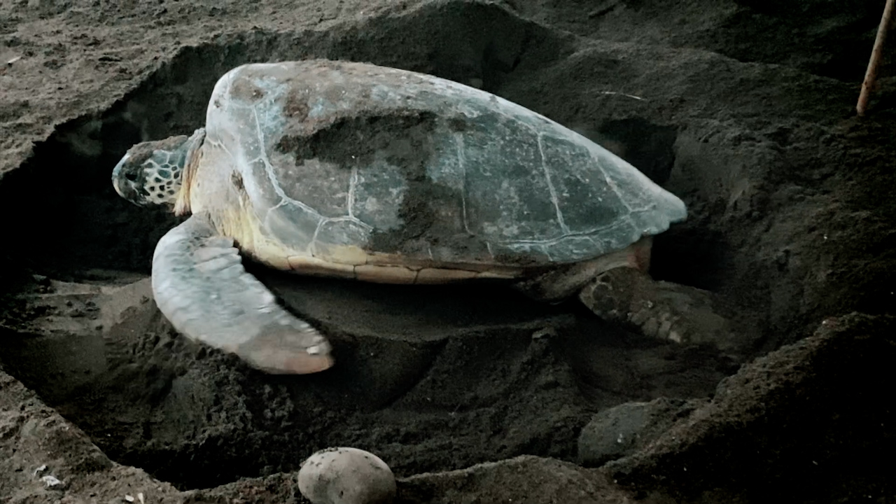 Tortugas sin playas | Especiales Milenio