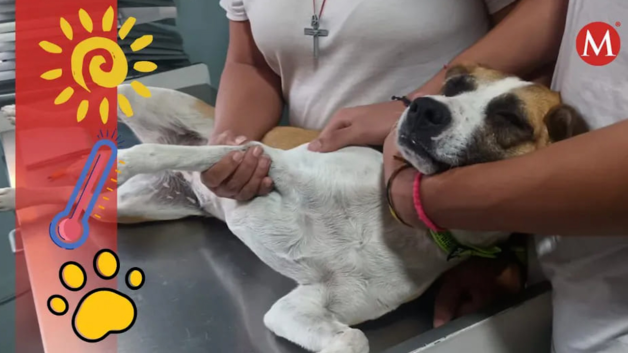 ¿Cómo evitar que las mascotas sufran un golpe de calor?