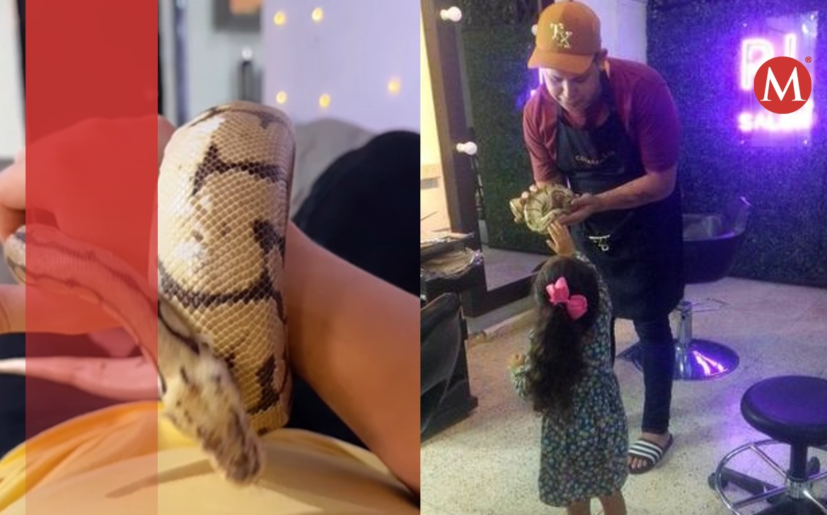 La historia de cómo una joven encontró a su víbora perdida en su propia casa