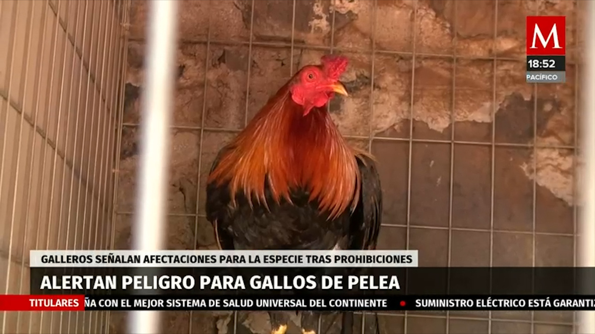 Alertan peligro por la prohibición de pelea de gallos en CDMX. Pedro Gamboa, 22 de junio de 2023