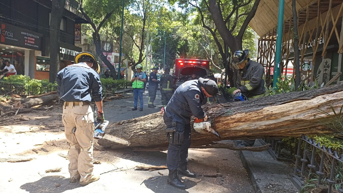 Cae árbol en la Zona Rosa | Enrique Luna