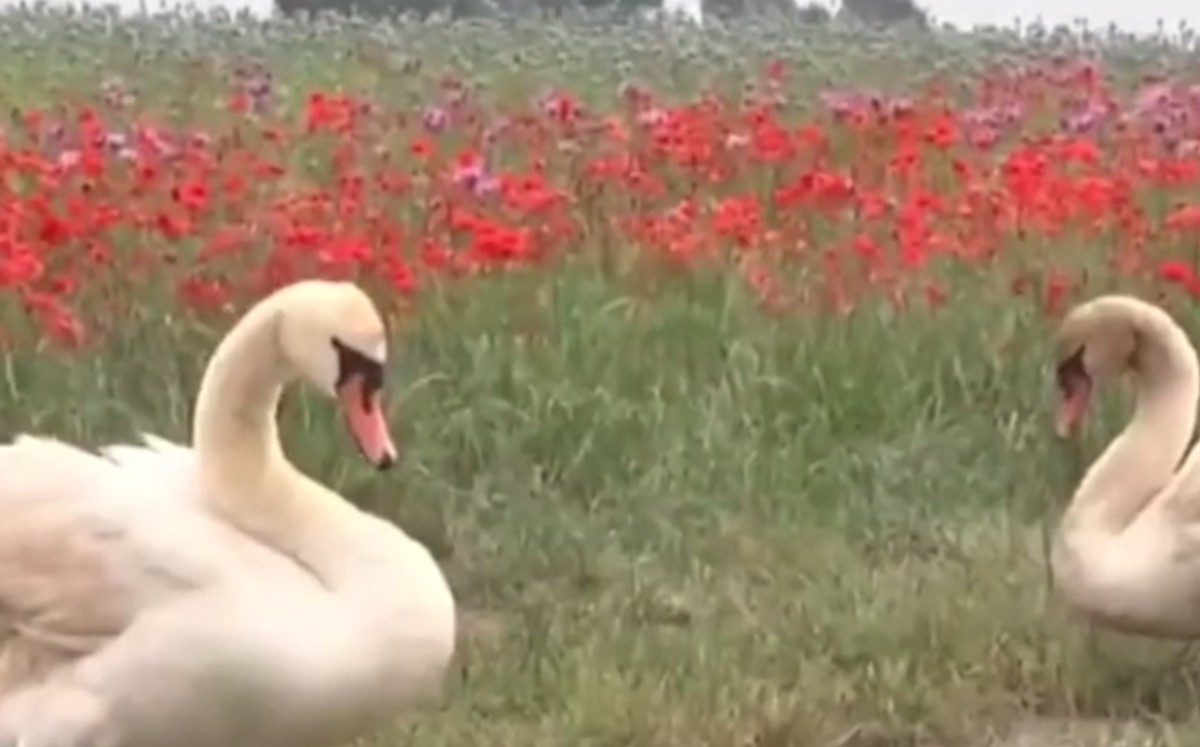 Cisnes se vuelven adictos a la amapola y serán desintoxicadas