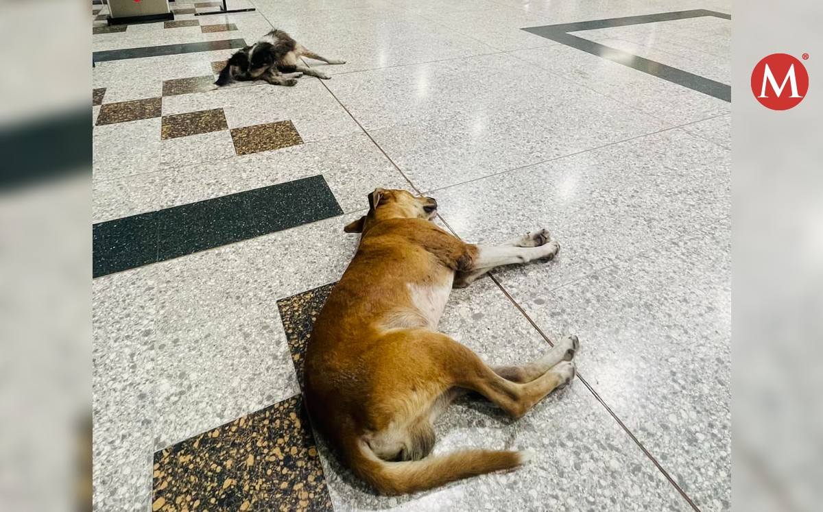 Resguardan a perritos en tienda de supermercado en Río Bravo