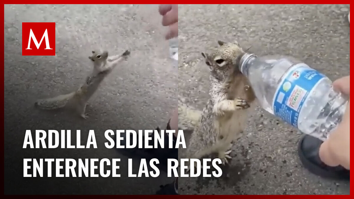 Ardilla pide agua a visitantes de un parque y sorprende en redes sociales