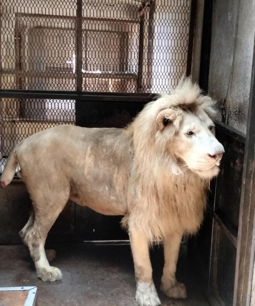 El león blanco fue hallado en malas condiciones | Especial