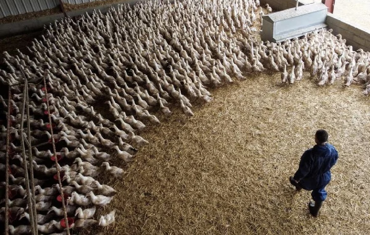 Granja de patos en Francia en alerta por gripe aviar (Reuters)