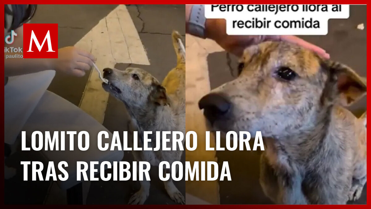 Lomito callejero llora al recibir comida y cariño de jóvenes; se vuelve viral