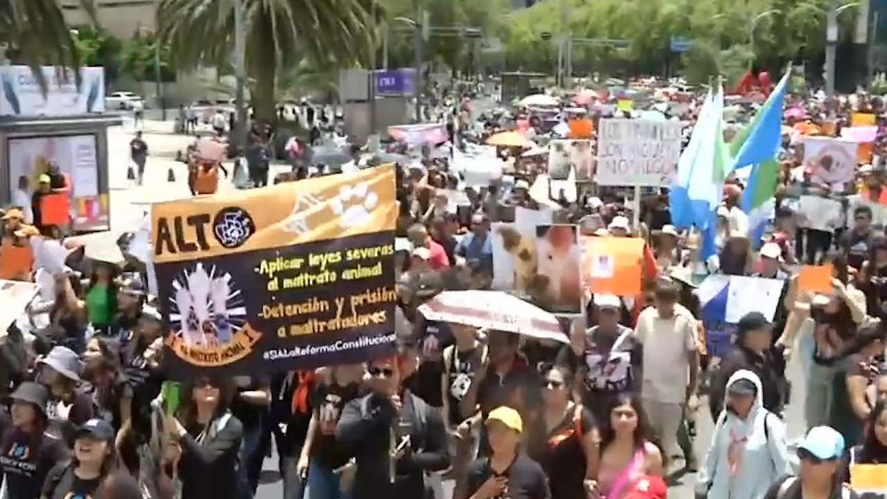 Marchan contra el maltrato animal en avenida Paseo de la Reforma