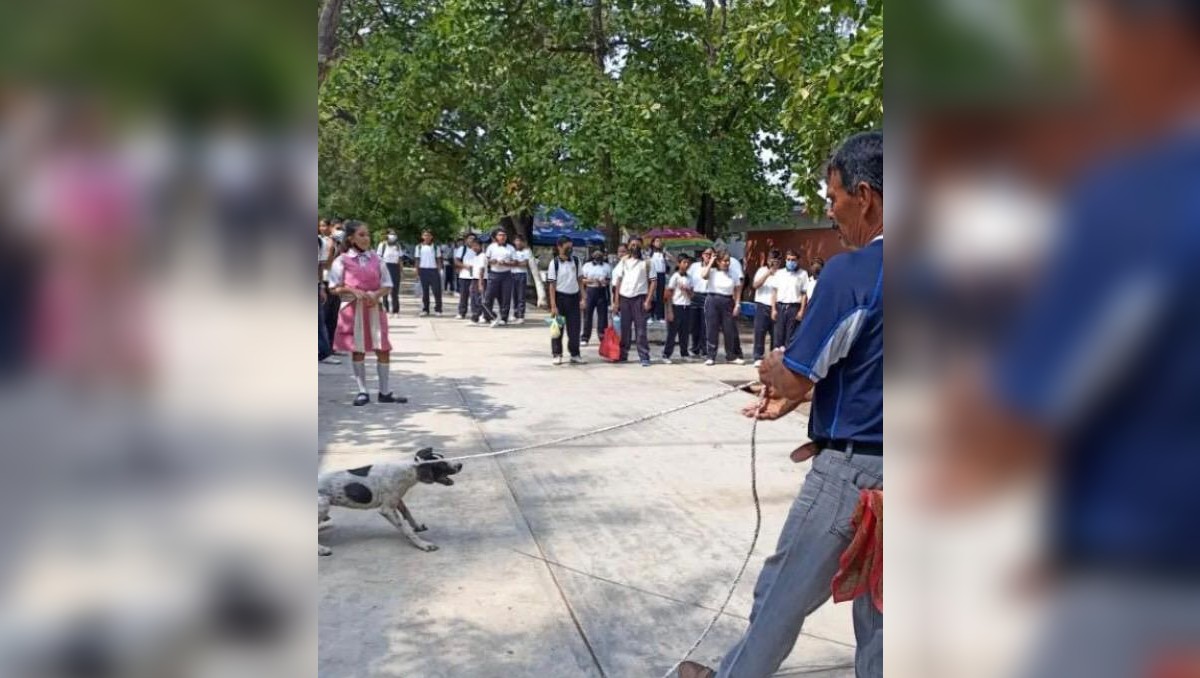 En Oaxaca, denuncian a director de escuela por maltratar a una perra y desaparecer sus cachorros.  | Twitter