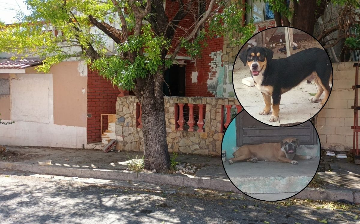 Los animales se encuentran incluso invadiendo otros domicilios | Fabricio Gallegos/Especial
