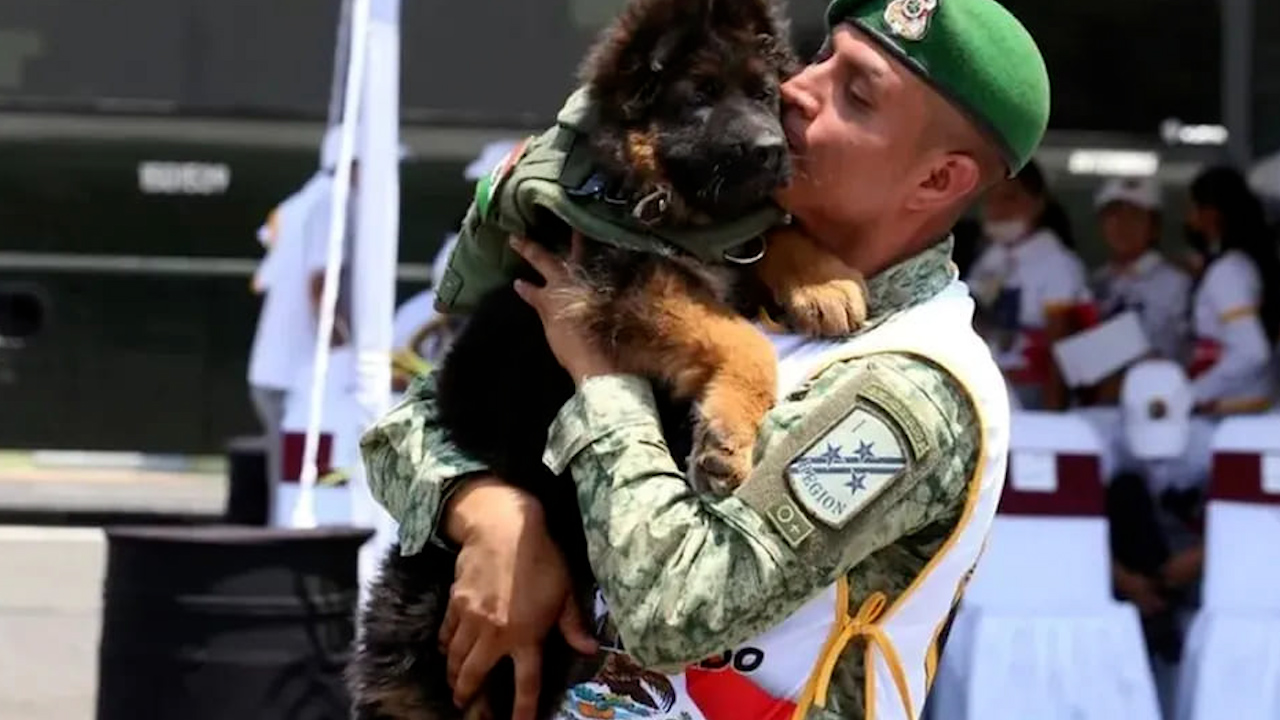 Arkadas, perrito rescatista donado por Turquía, comienza con su etapa de adiestramiento