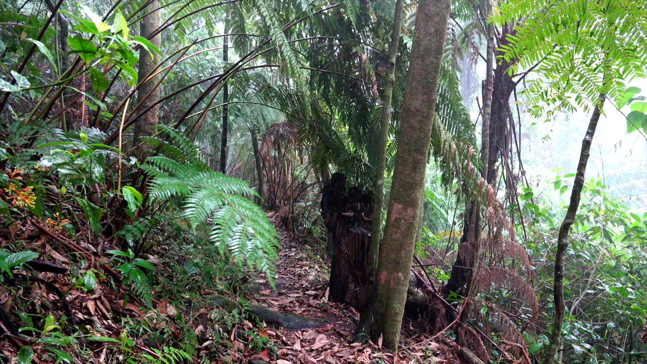 El Bosque del Carbonífero | Conexión Milenio