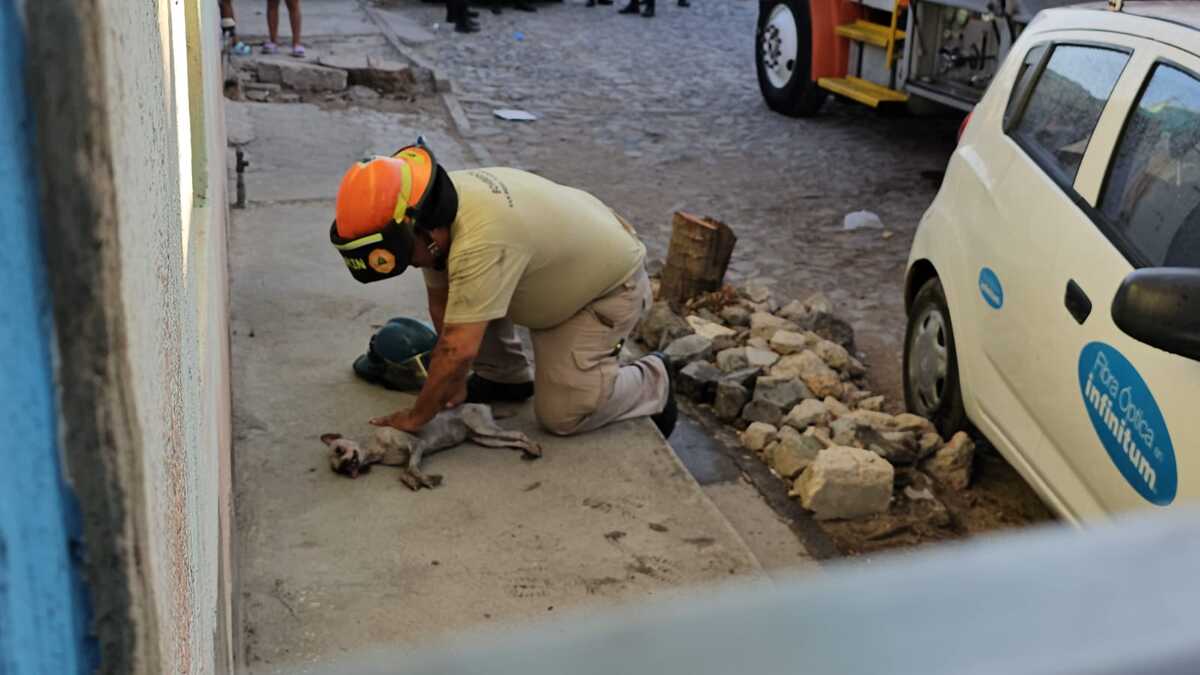 La perrita recibió atención por parte de los bomberos. (Juan Carlos Munguía)
