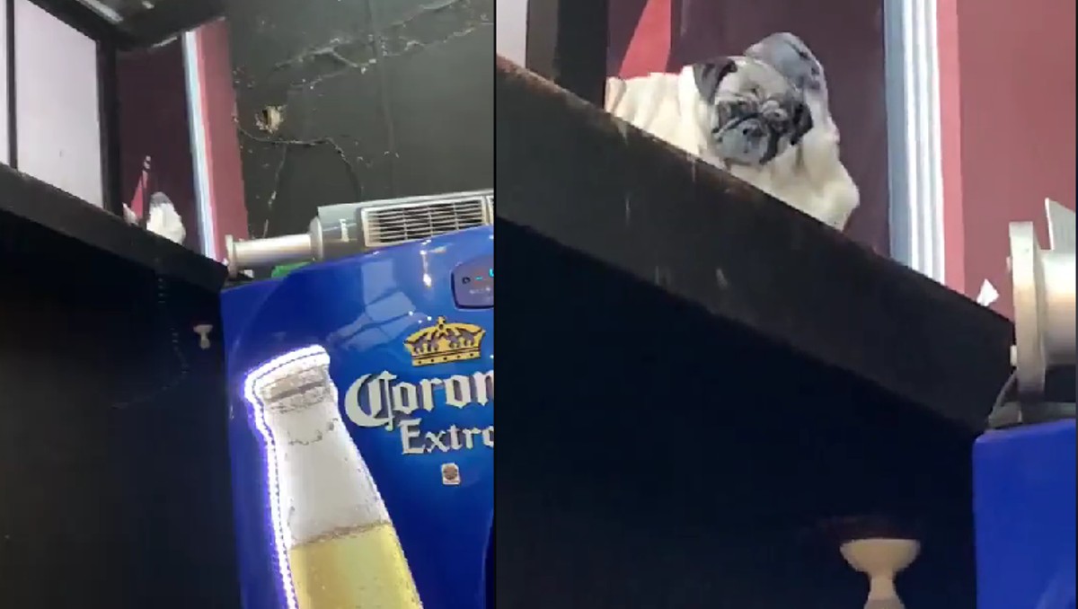 Perrito baila | Captura