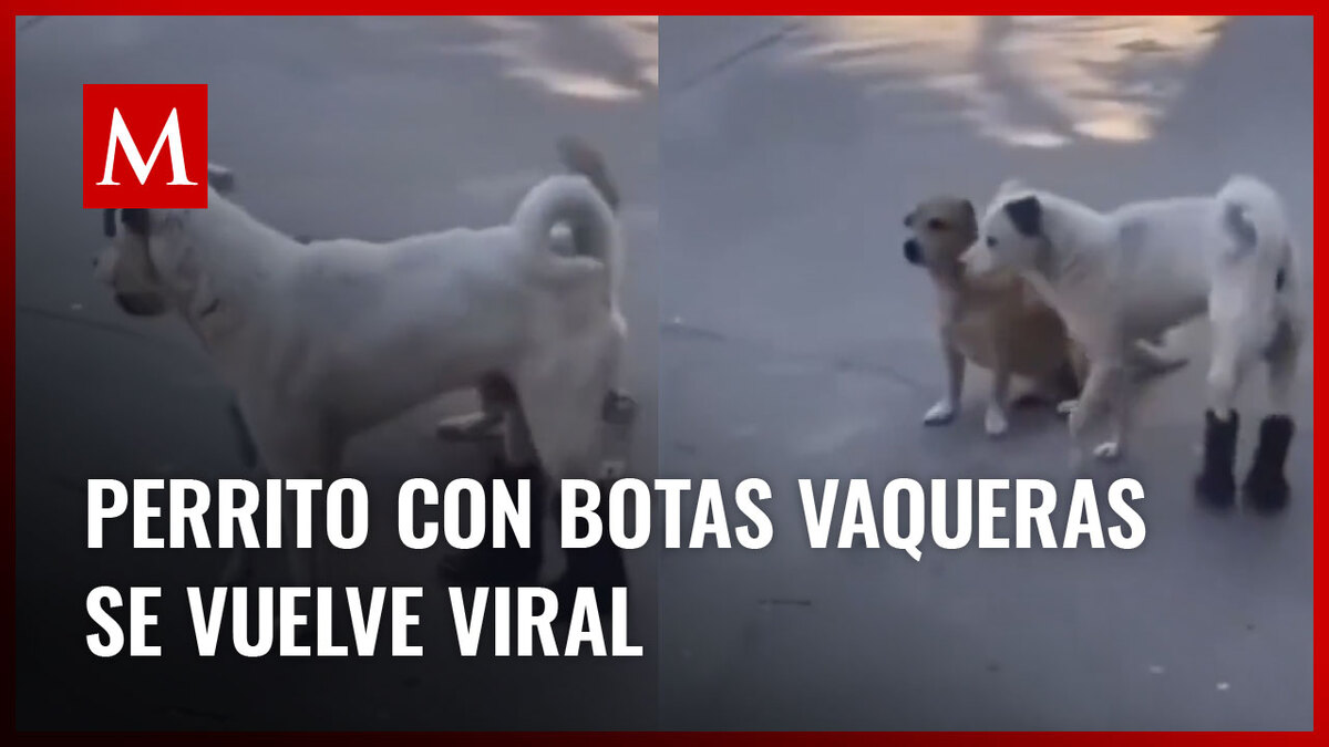 Captan a un lomito usando botas vaqueras y enternece las redes sociales