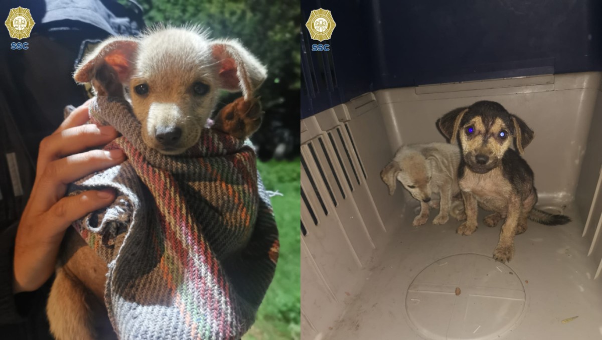 Hembra de color blanco y macho de color negro | Especial