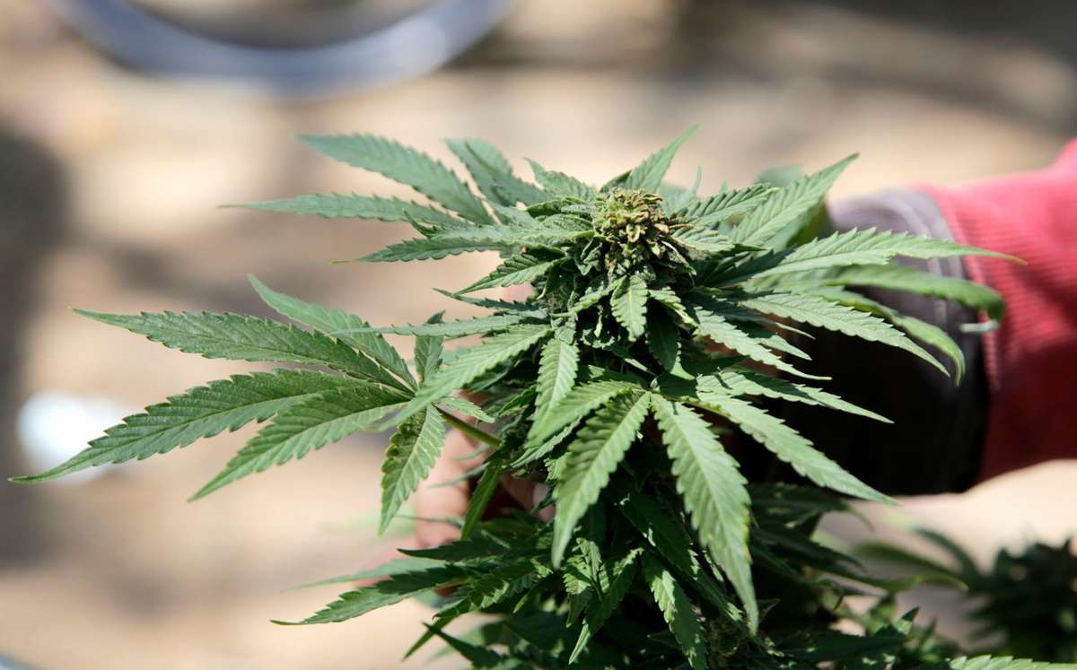 Marihuana | Agencia Enfoque
