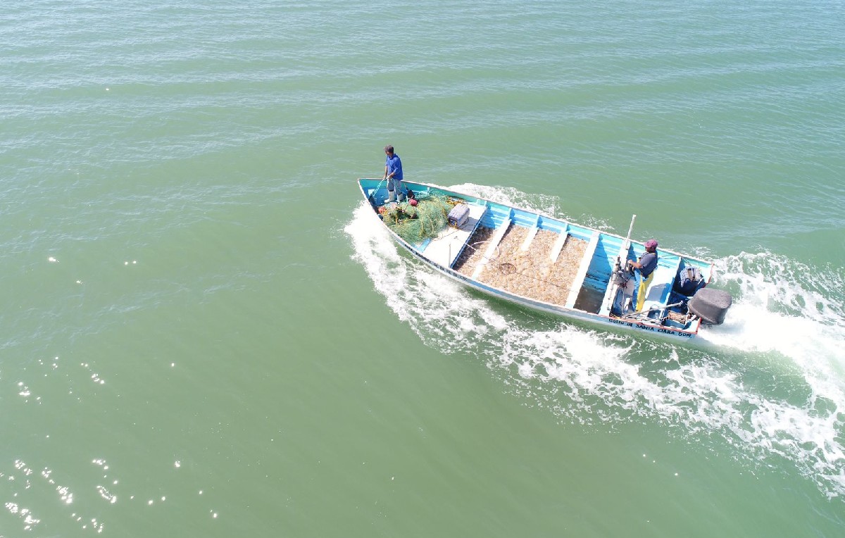 Pesca de medusa en Sonora (Archivo)