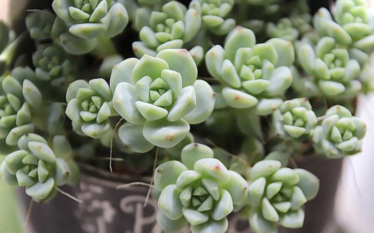 Realizarán 'Expo Cactus y Suculentas' en Torreón. | Especial