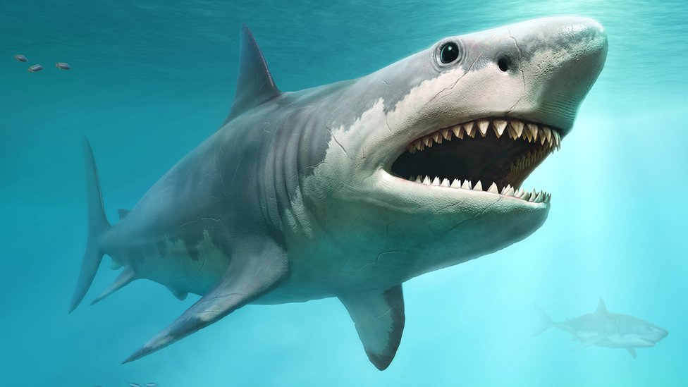 Una ilustración muestra al gran tiburón extinto megalodón