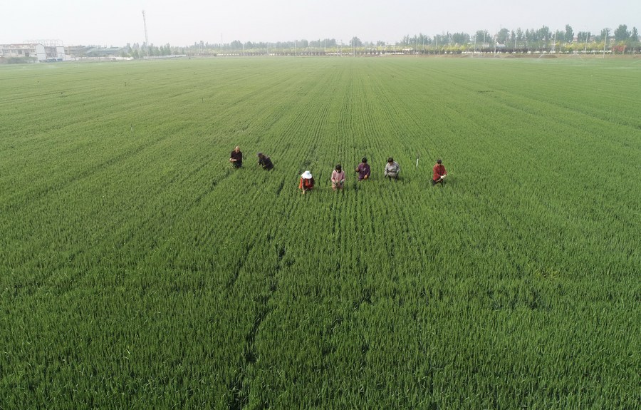 Agricultores trabajando en un campo de trigo en el condado de Shenze, en la provincia de Hebei, en el norte de China. (Xinhua/Yang Shiyao)