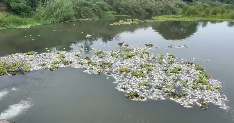 Miles de peces flotan muertos sobre el río 'Los Perros' en Oaxaca.