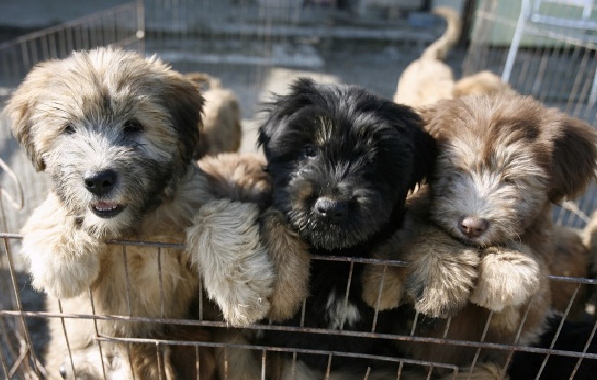 Cachorros de Corea del Sur puestos en adopción (EFE)