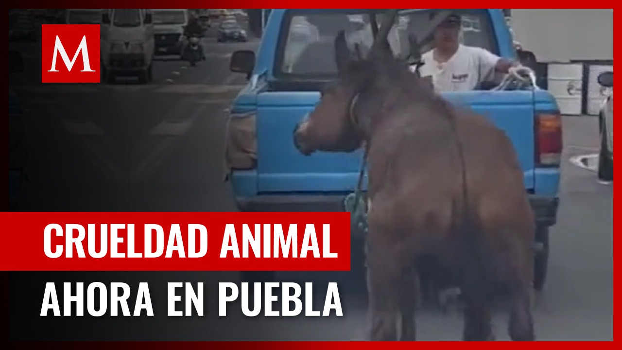 Impactante video muestra maltrato animal en plena vía pública
