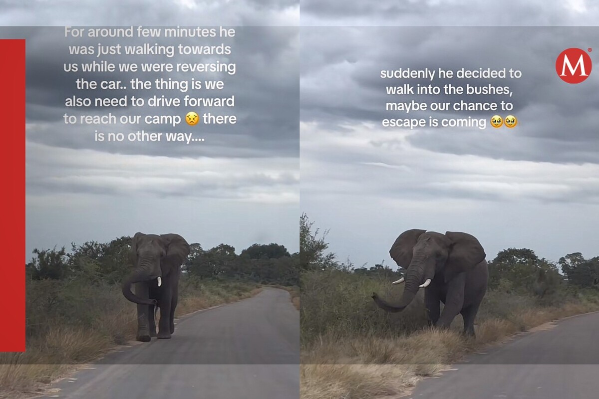 Mujer graba como un elefante la persigue en un Safari | TikTok