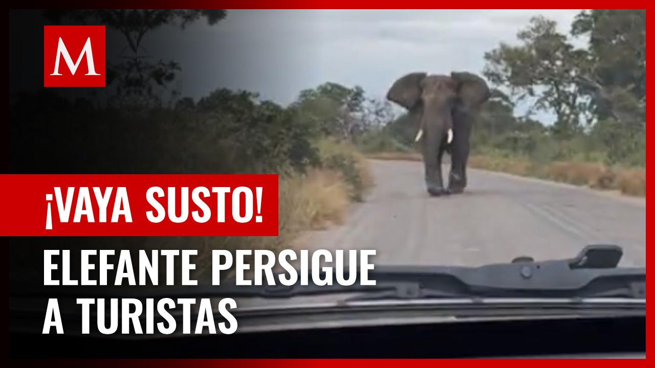 Mujer se hace viral al vivir aterradora experiencia por ser perseguida por un elefante