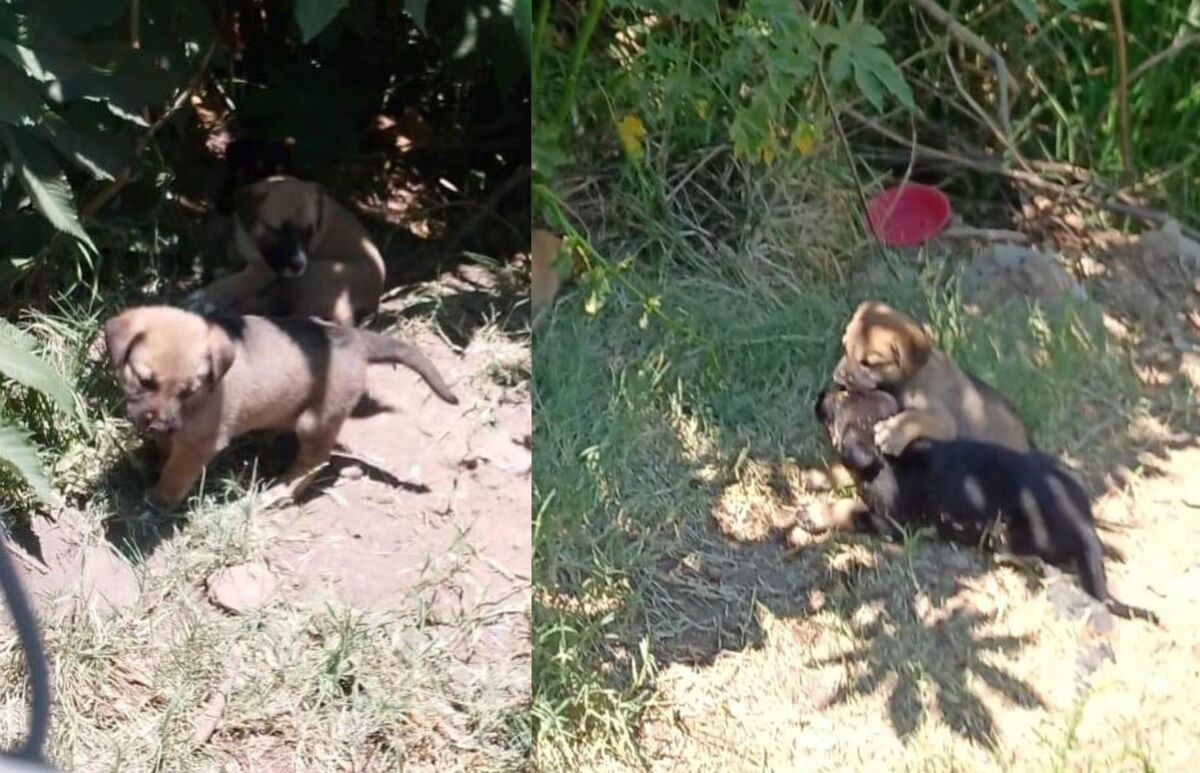 Solo un cachorro se salvó y es cuidado por vecinos. (Facebook)