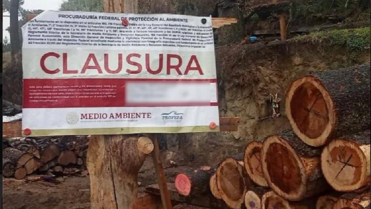 Clausuran bodegas en Tlalpan por presunta tala ilegal