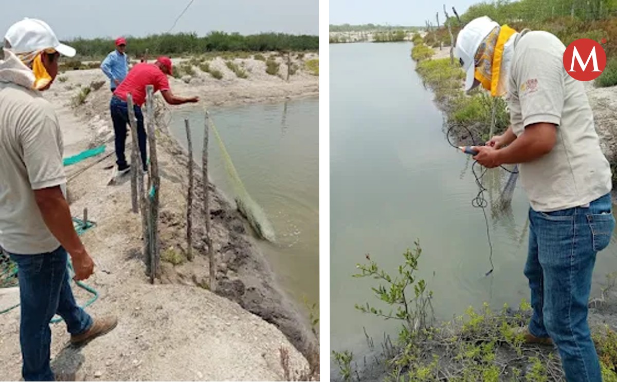 Pescadores de Tampico Alto solicitan apoyo para el cultivo de tilapia