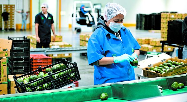 T-MEC llega a 3 años en plena polémica por el maíz