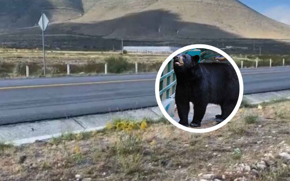 Tráiler arrolla y mata a osa en carretera Saltillo.