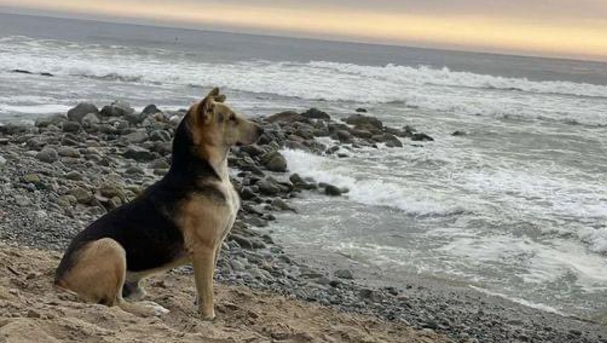 Vaguito esperando en la playa a su dueño muerto / Twitter Ibon Pérez