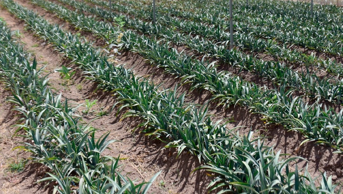 Cultivos de agaves para la producción de mezcal (Especial)