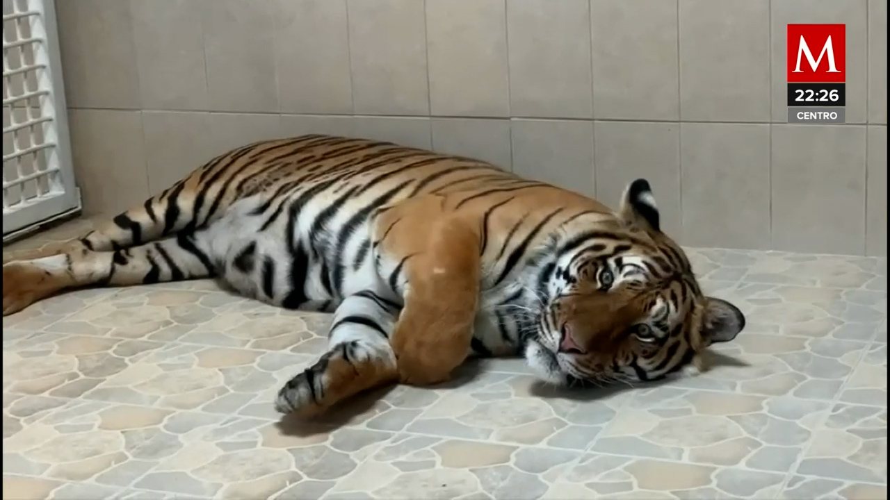Ecatepec: Un tigre de bengala encuentra hogar en su nuevo zoológico