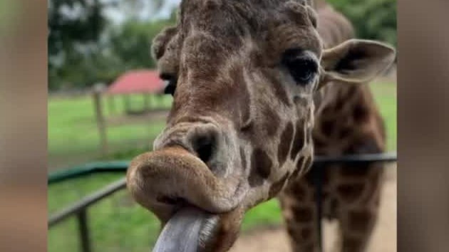 Fallece la jirafa 'Muñeco' en el Parque Zoológico Benito Juárez de Morelia