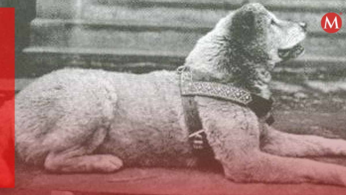 Hachiko cumple 100 años / Archivo