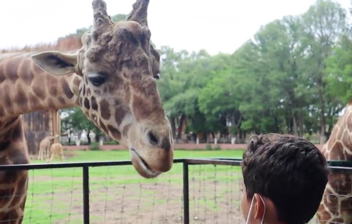 Muñeco, la jirafa macho del zoológico de Morelia (Twitter/@ARBedolla)