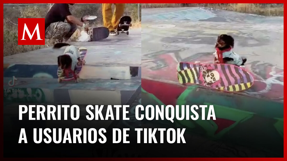 Perrito conquista a usuarios de TikTok con sus habilidades para el patinaje