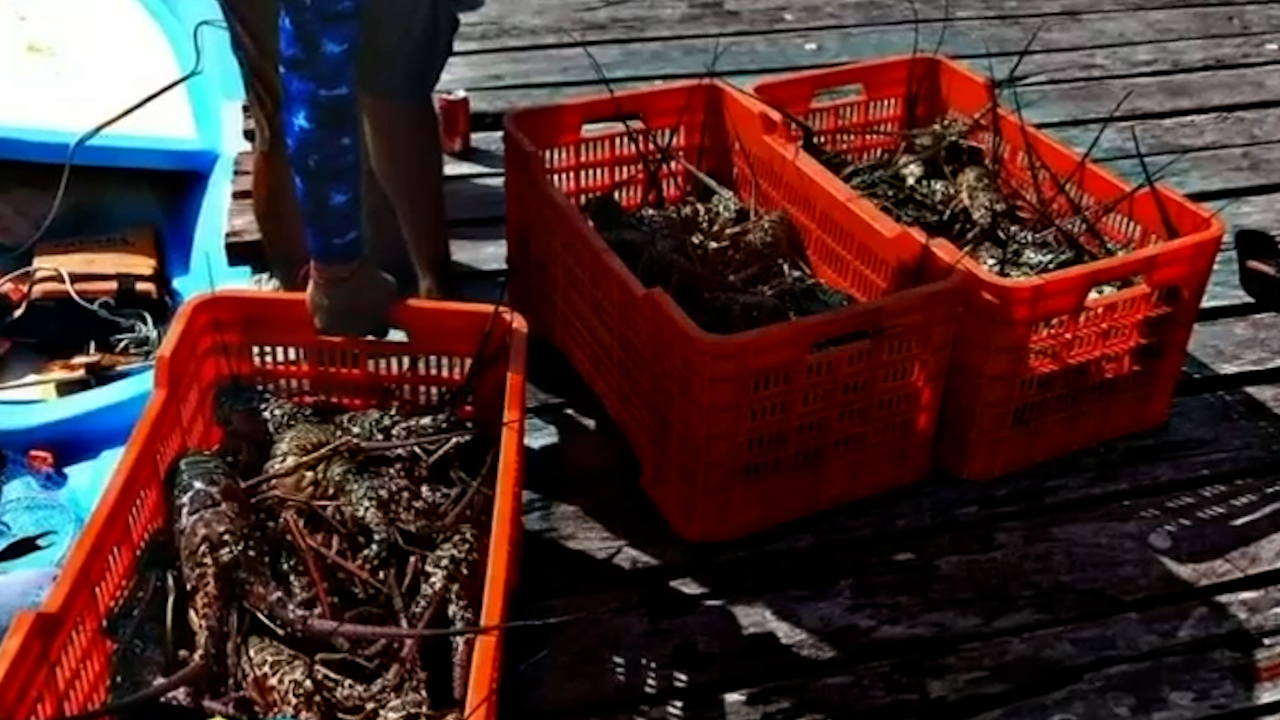Pescadores de Isla Mujeres dan inicio a la temporada de pesca de langosta