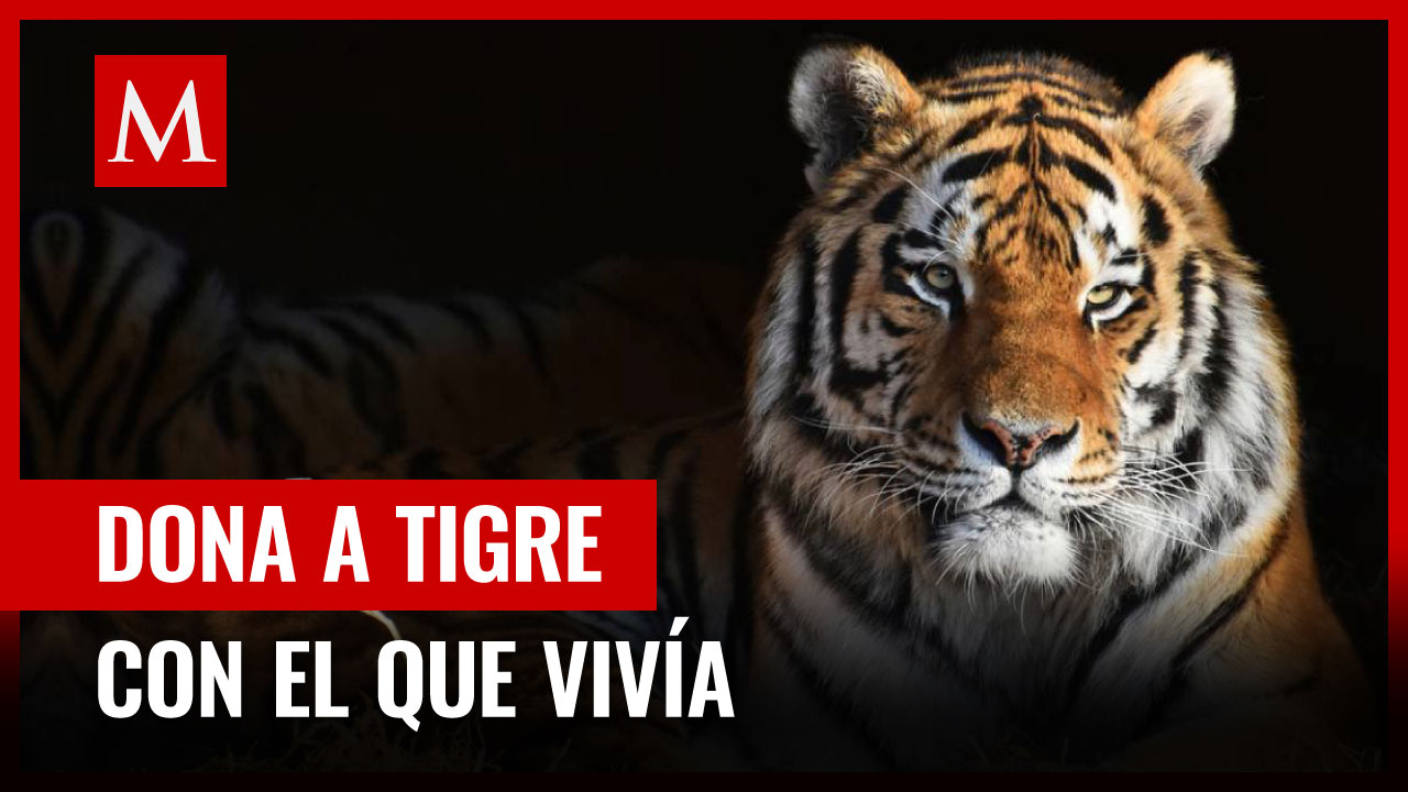 Tigre de bengala es rescatado de domicilio en Ecatepec