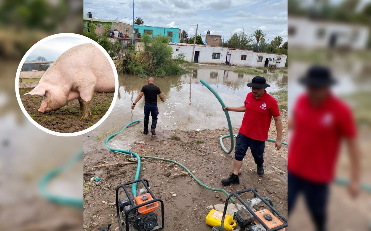 En Coahuila, rescatan a cerditos atrapados en inundaciones. | Especial