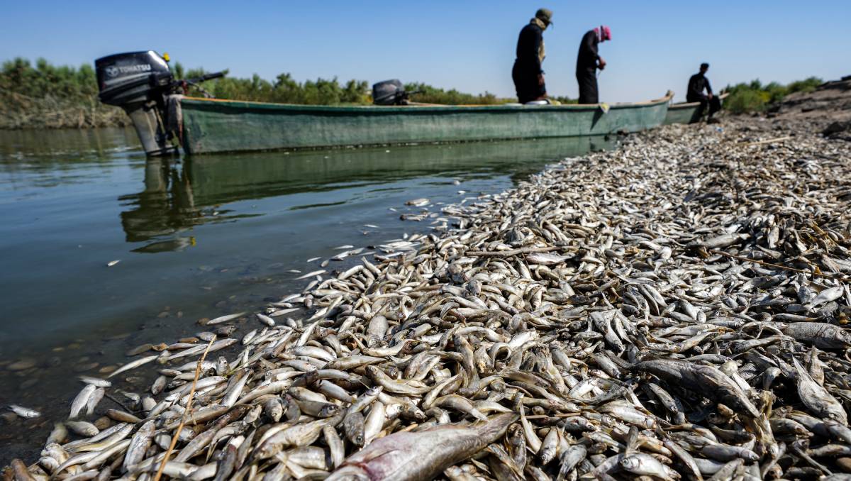 Miles de peces muertos aparecieron en Irak. (AFP).