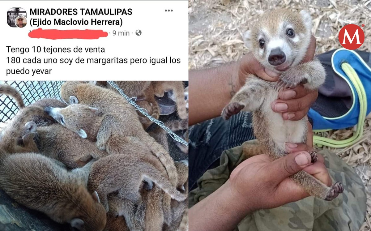 Profepa investiga venta ilegal de tejones en Altamira