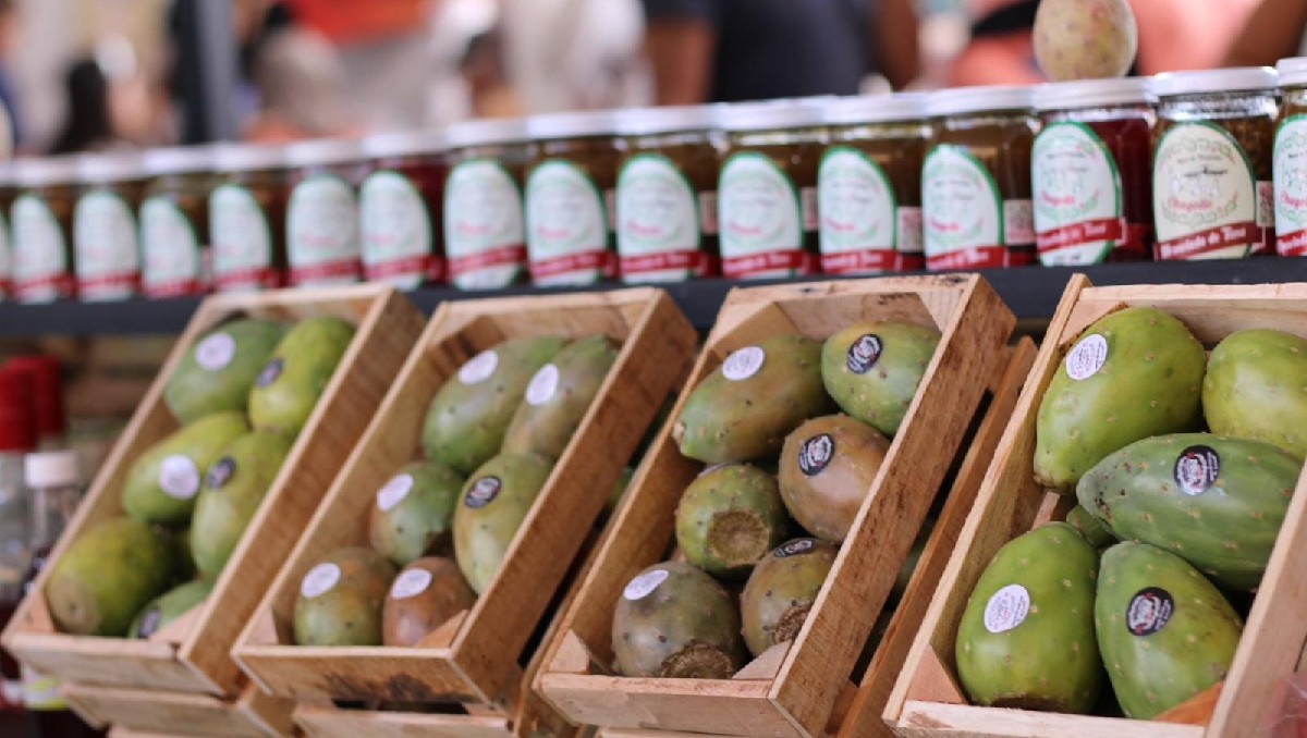 Anuncian edición de la Feria de la Tuna Internacional 2023 (Especial)