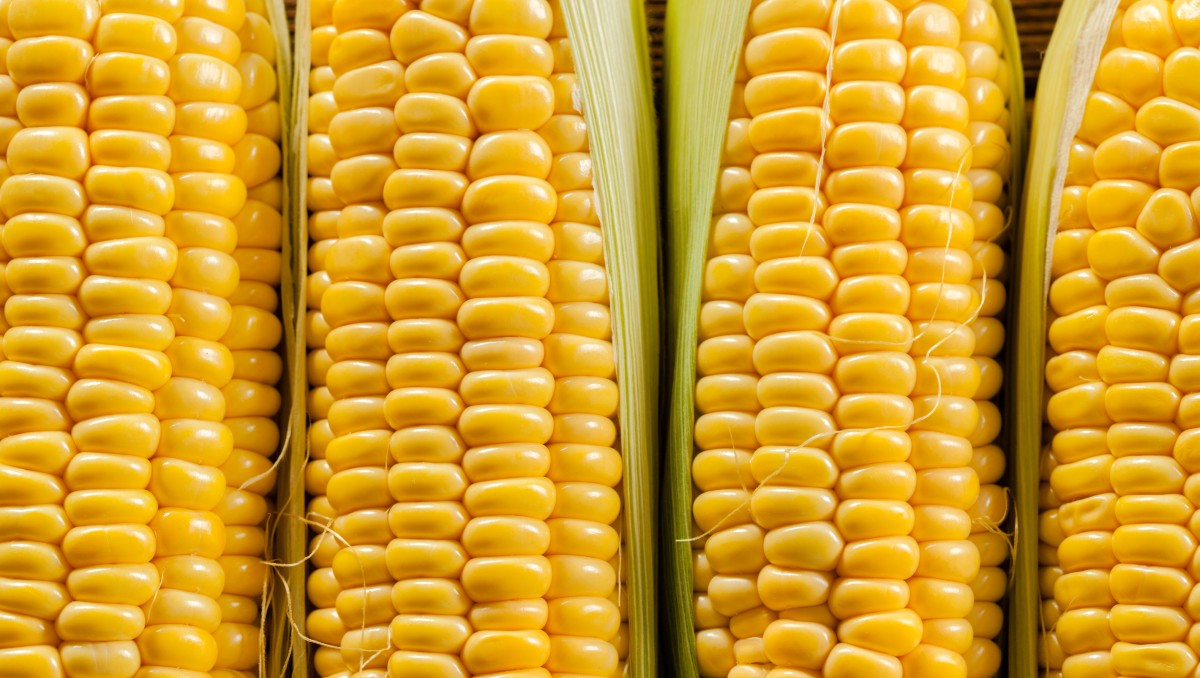 Maíz amarillo. | Freepik