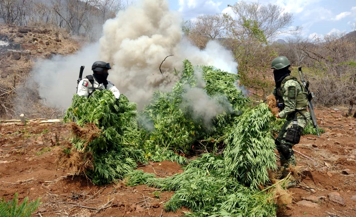 Sedena y GN incineran 12 mil plantas de mariguana. Especial